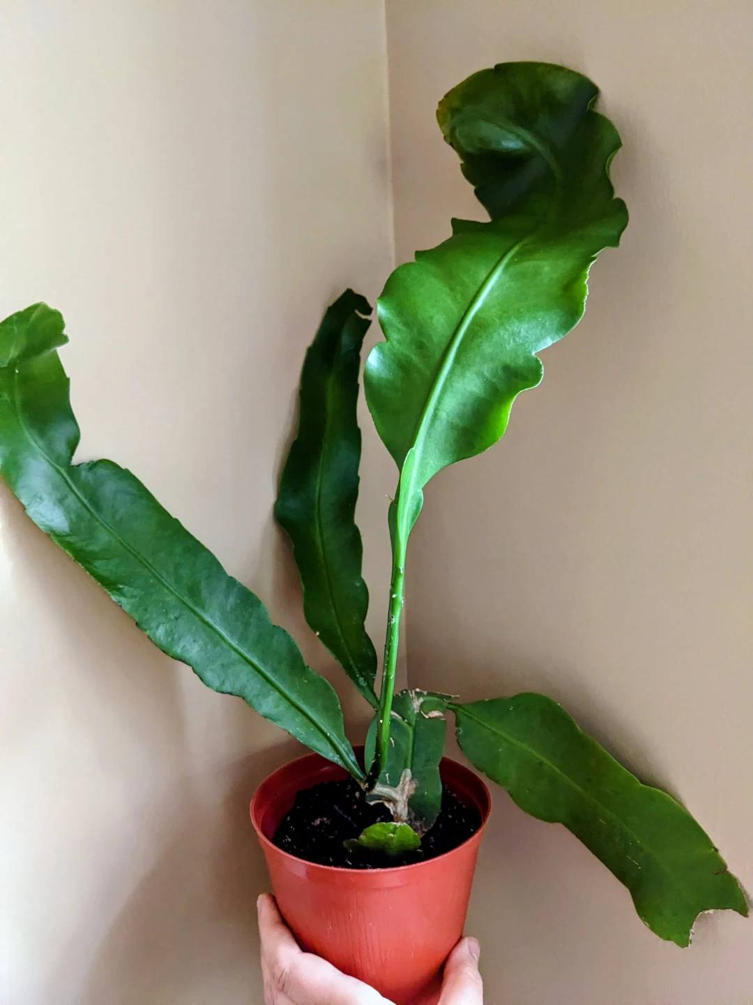 INDOOR PLANTS / HOUSEPLANTS - photo 3