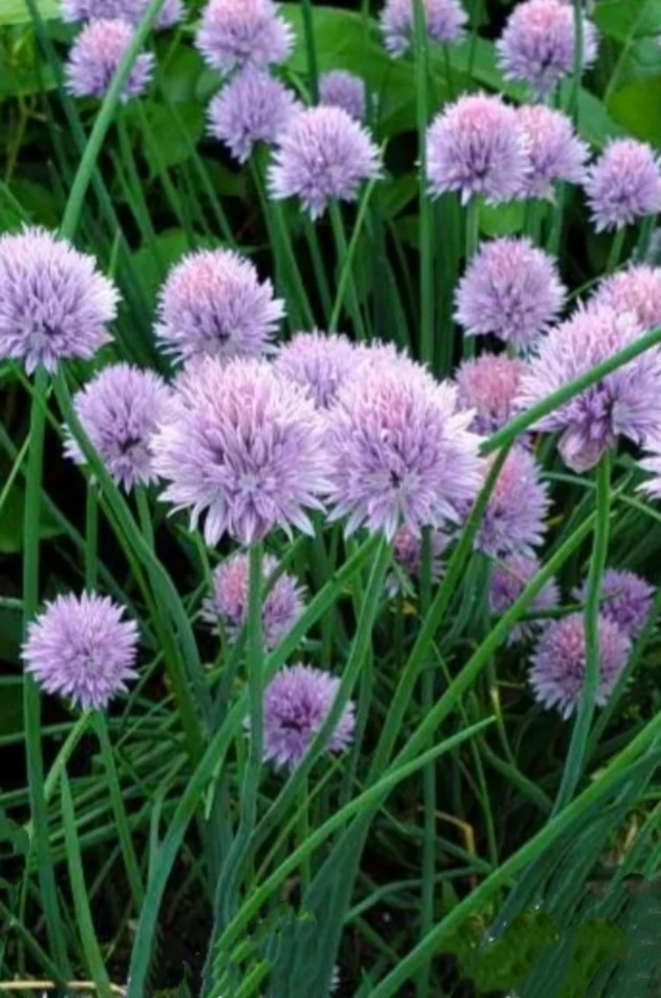 Organic Chives - photo 2
