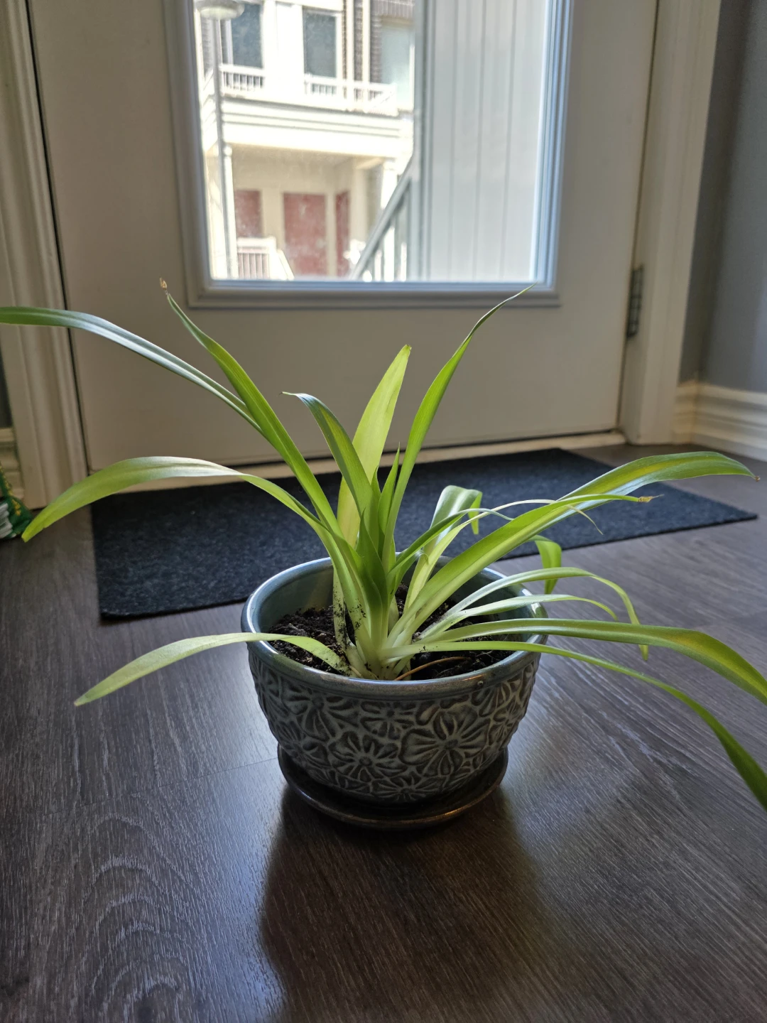 Spider Plant in Decorative Ceramic Pot