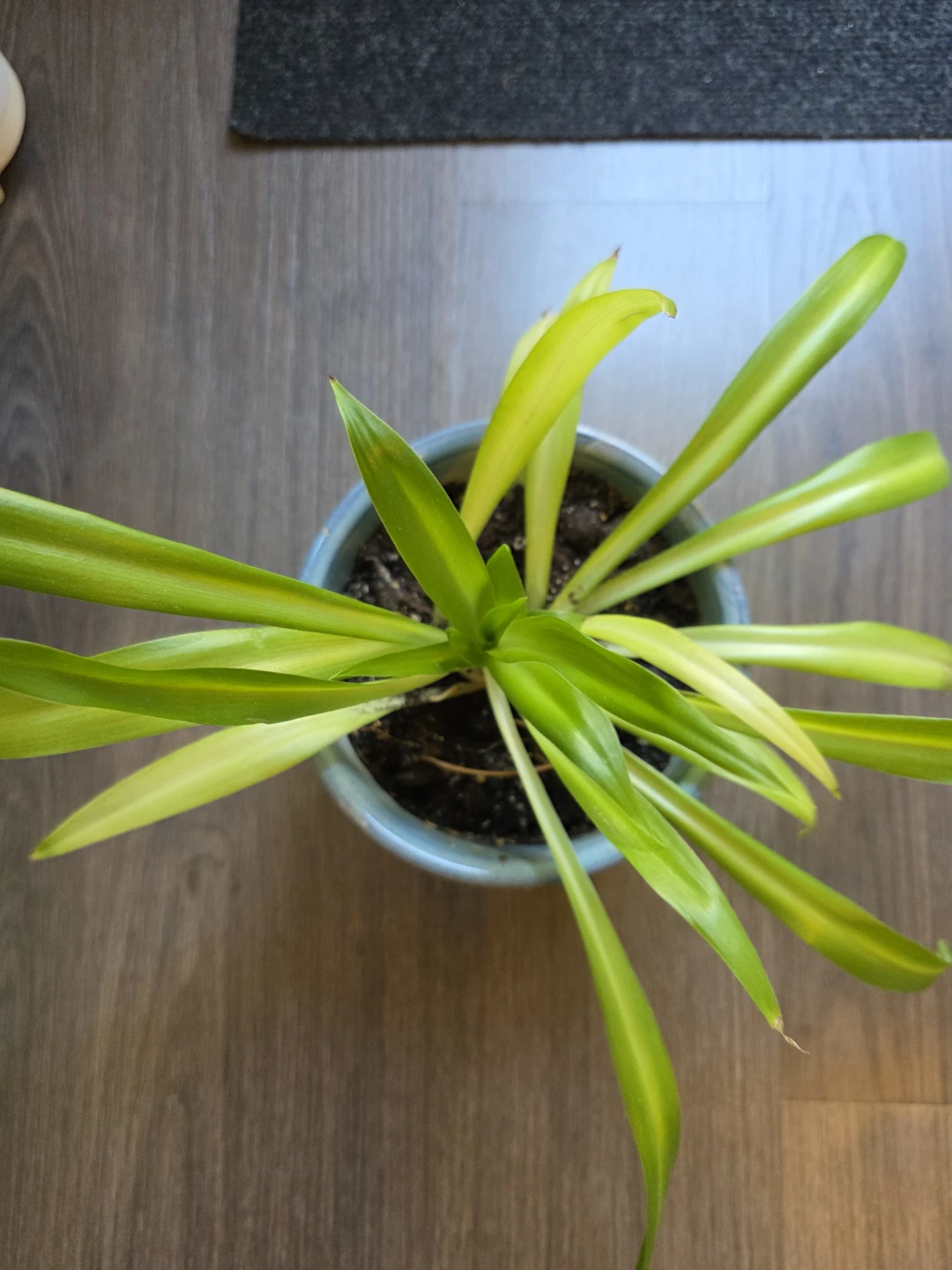 Spider Plant in Decorative Ceramic Pot - photo 2