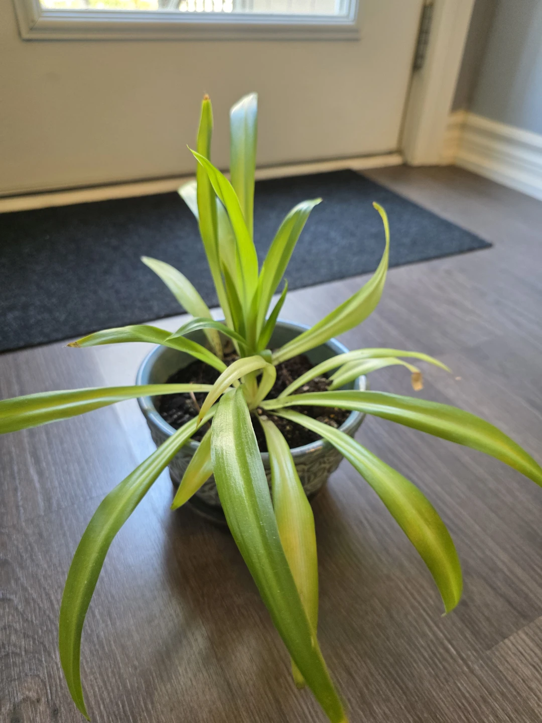 Spider Plant in Decorative Ceramic Pot - photo 3