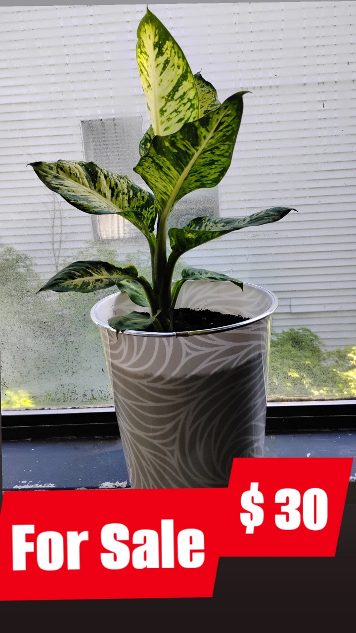 Dieffenbachia 'Camilla' plant