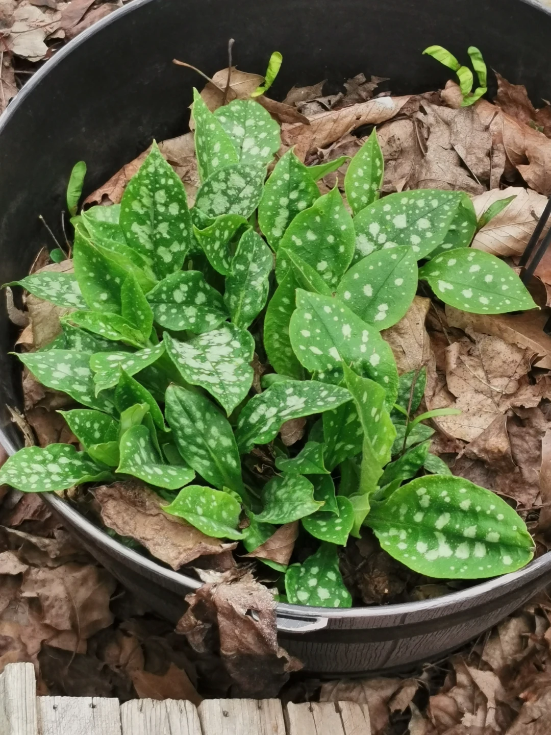 Pulmonaria Plant/Lungwart