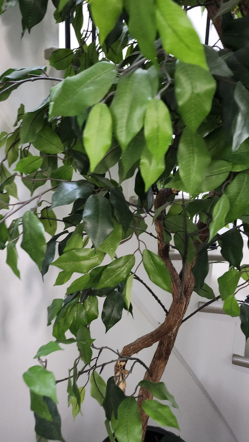 Artificial Ficus Tree Plant