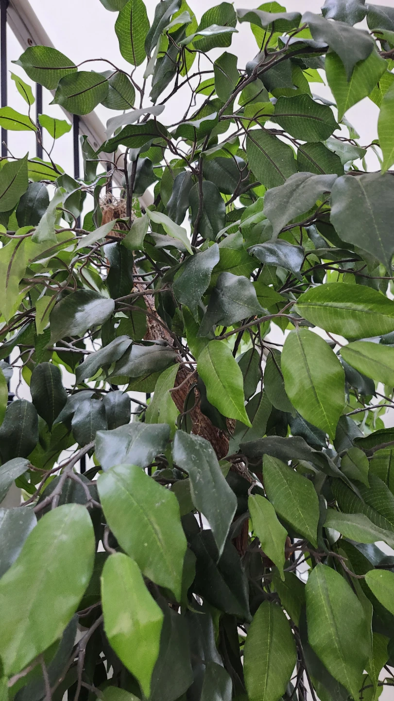 Artificial Ficus Tree Plant - photo 3