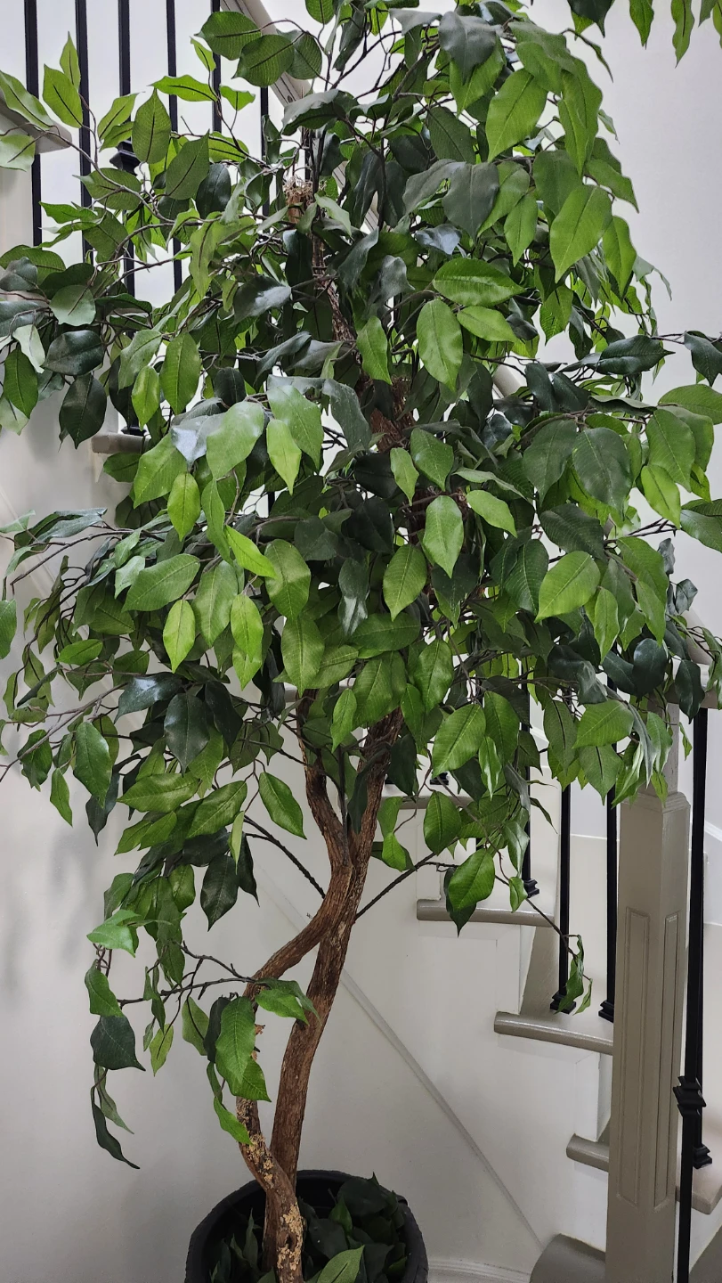 Artificial Ficus Tree Plant - photo 4