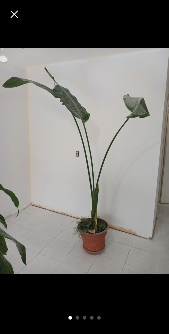 REAL 8ft tall Bird of Paradise (Banana leaf) plant