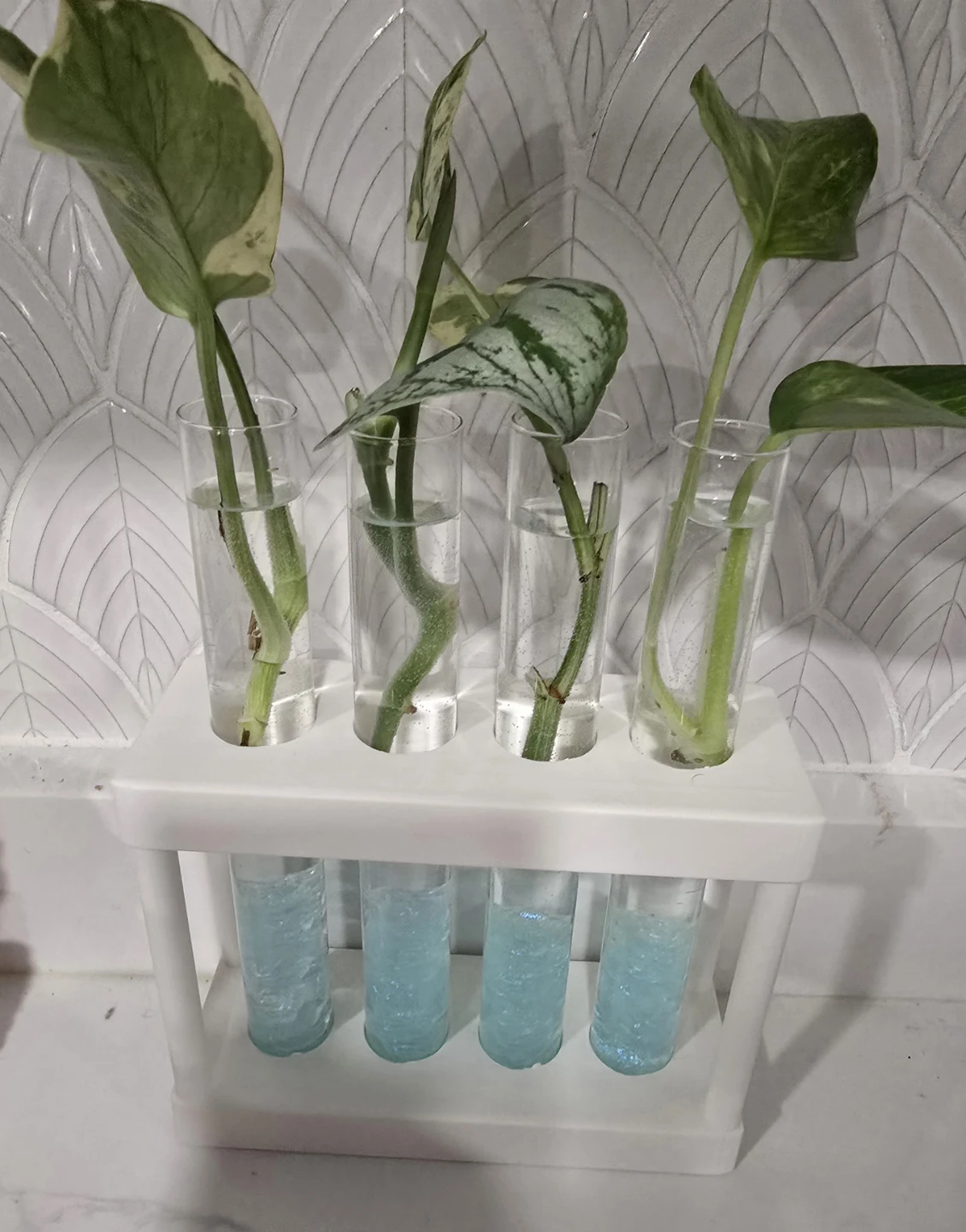Plant Propagation Station