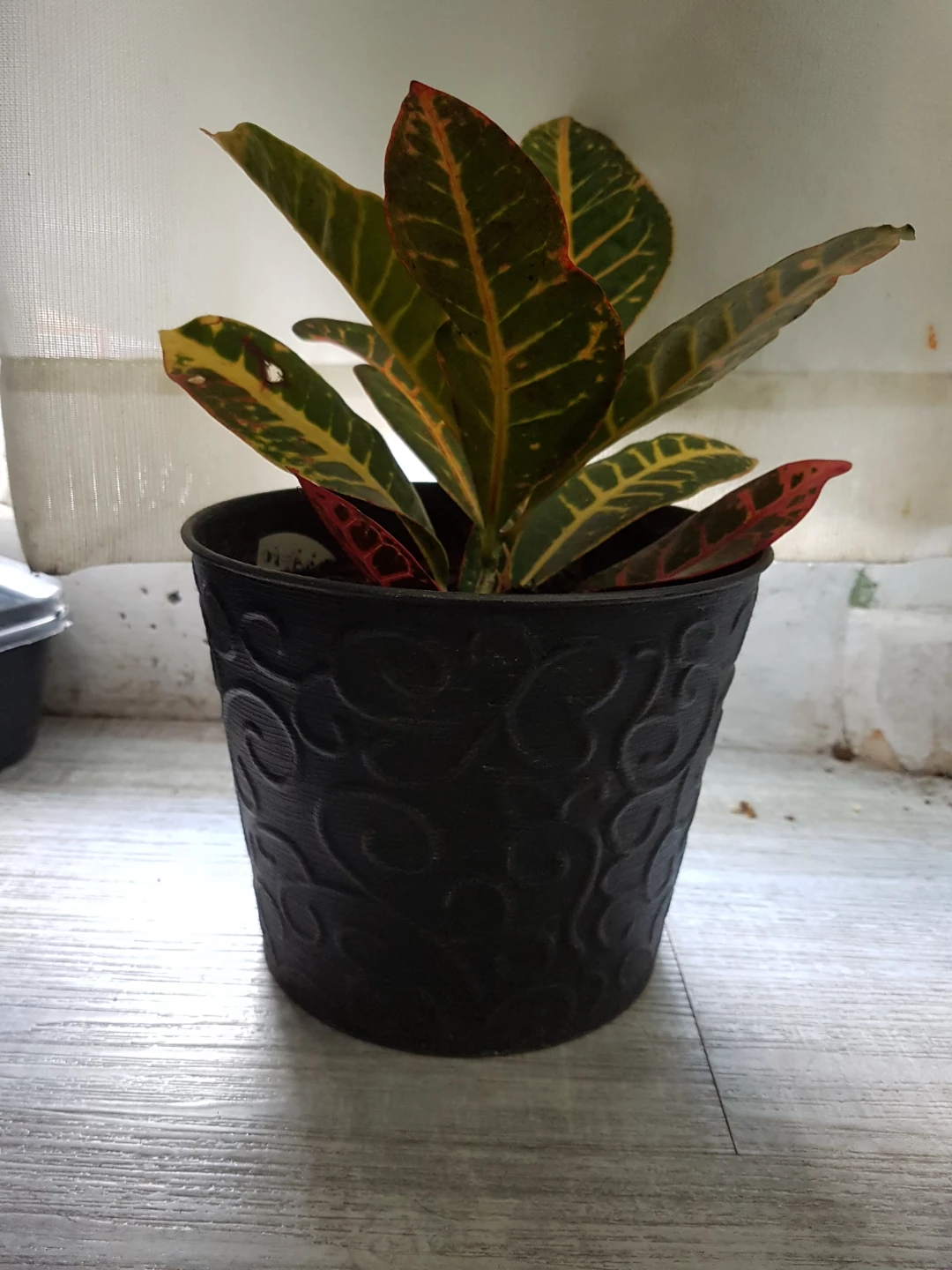 Croton plant in black decorative pot - photo 2