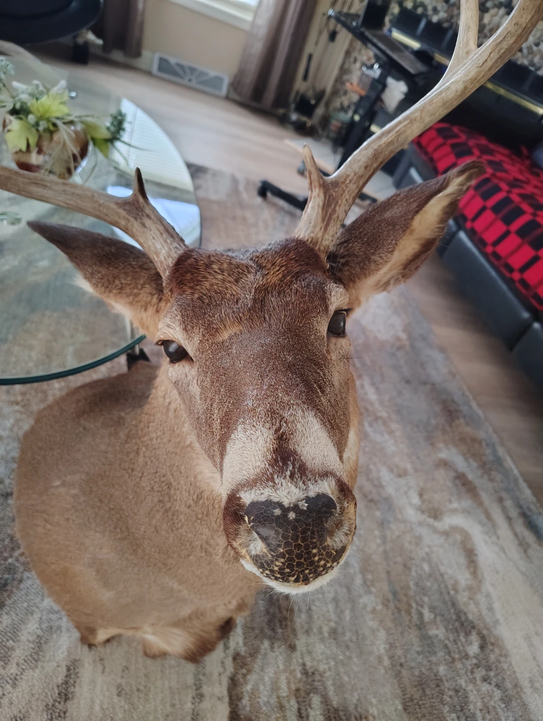 Deer Mount