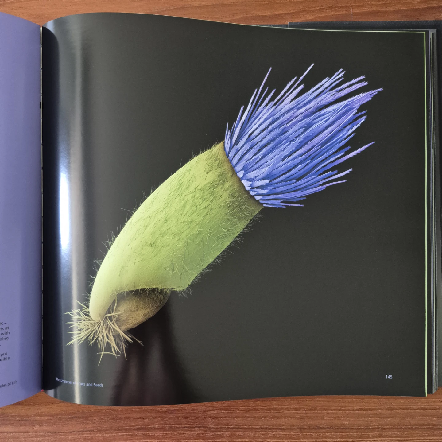 "Seeds: Time Capsules of Life" by Rob Kesseler & Wolfgang Stuppy - photo 3