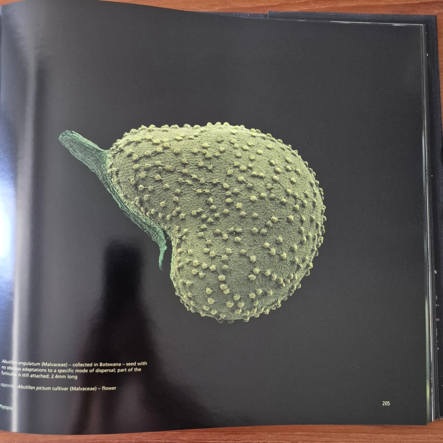 "Seeds: Time Capsules of Life" by Rob Kesseler & Wolfgang Stuppy - photo 4