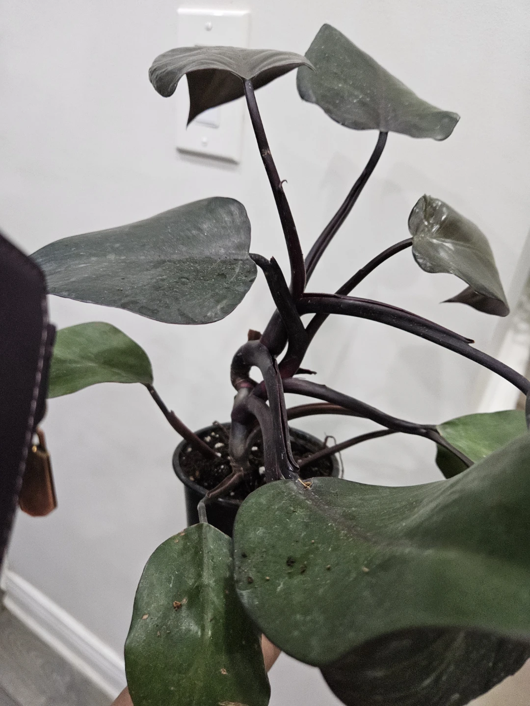 Philodendron Plant - photo 2