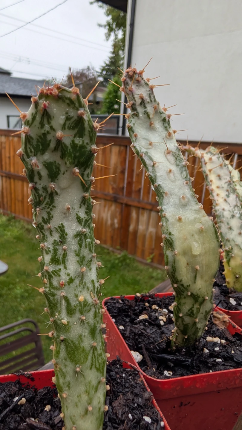Variegated Prickly Pear Cactus for sale! - photo 2