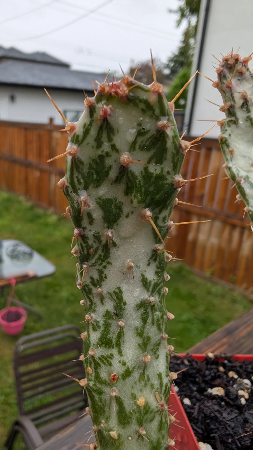 Variegated Prickly Pear Cactus for sale! - photo 3