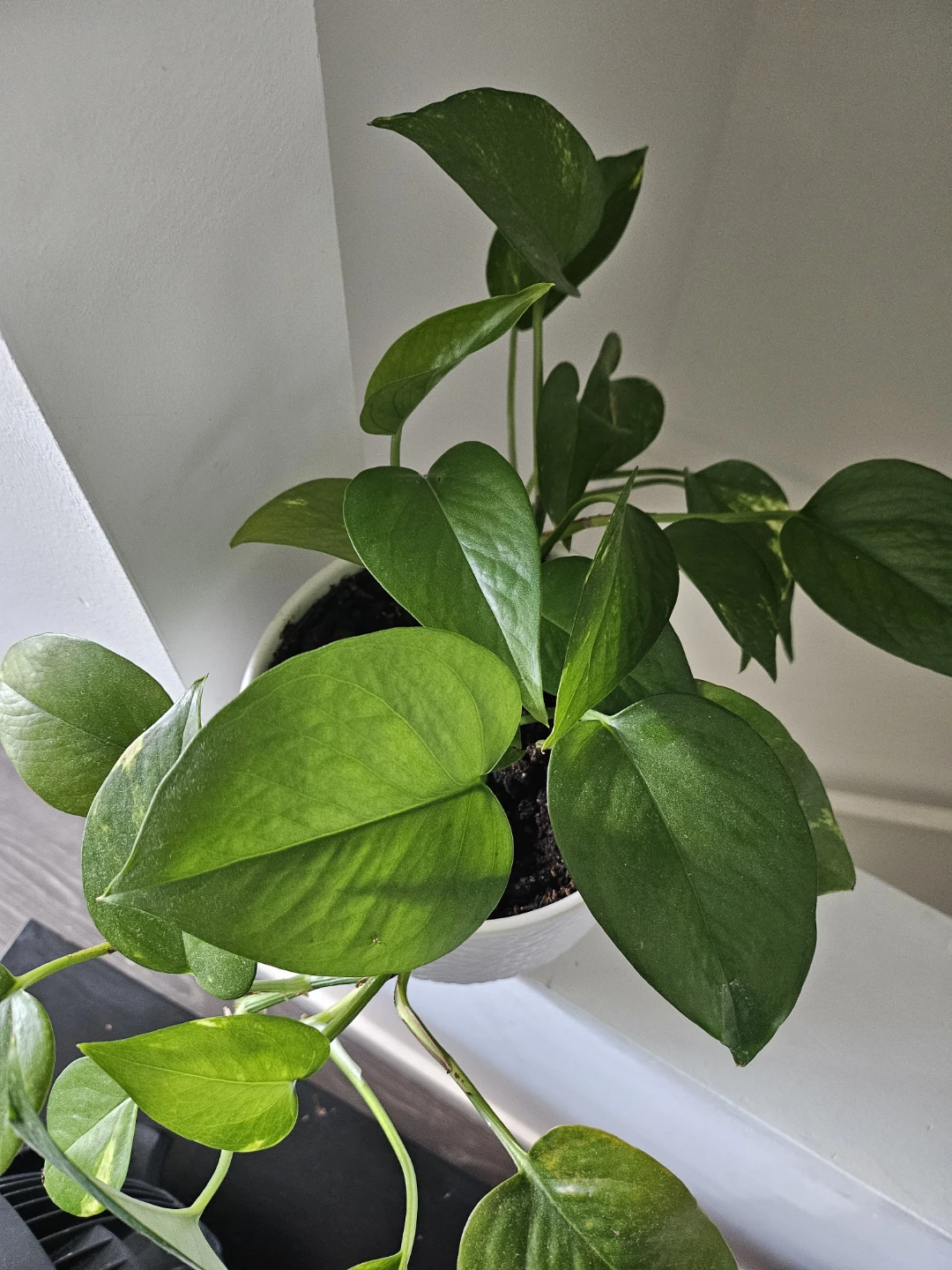 Pothos Plant in Decorative Pot 🌿