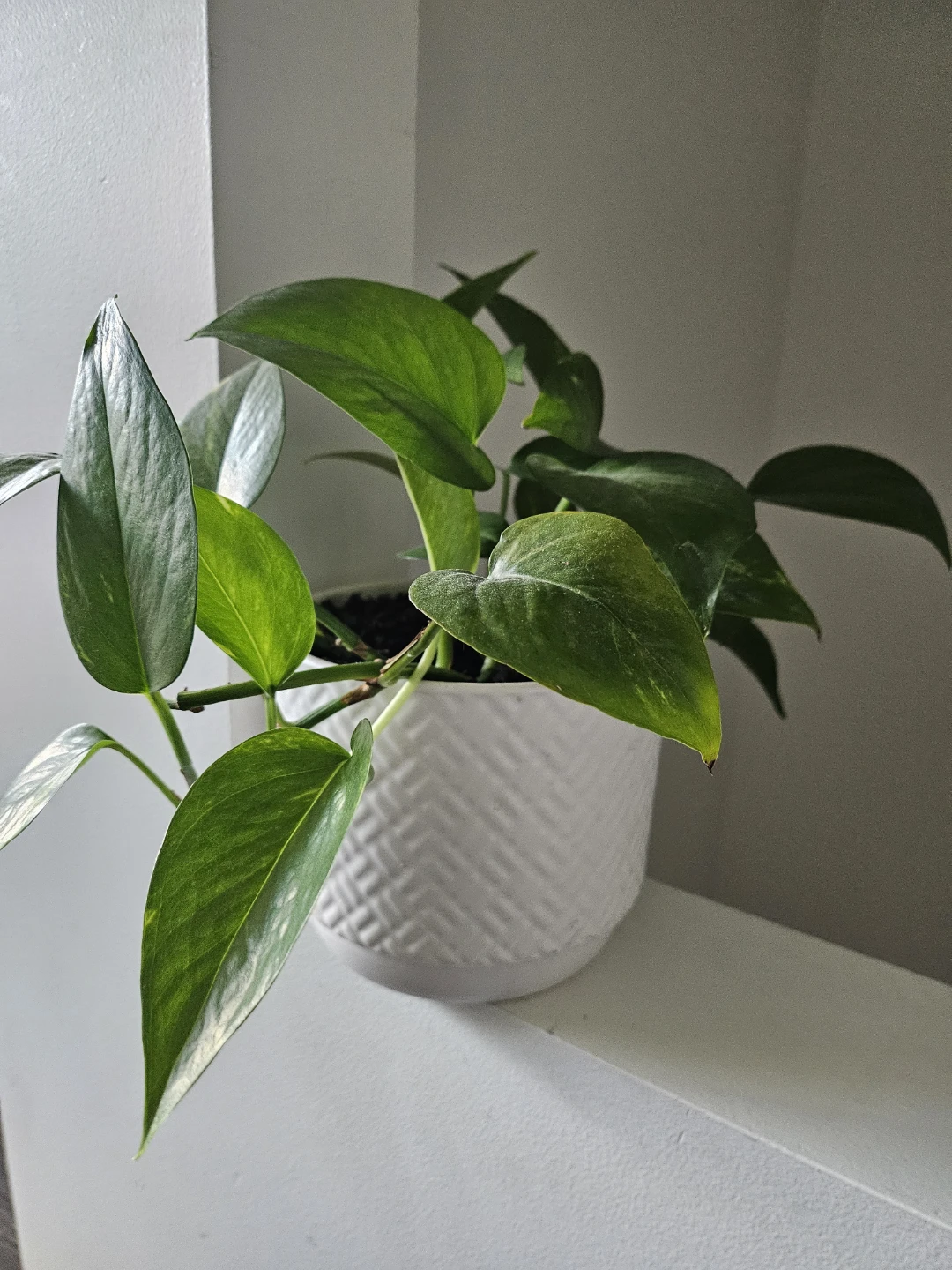 Pothos Plant in Decorative Pot 🌿 - photo 2