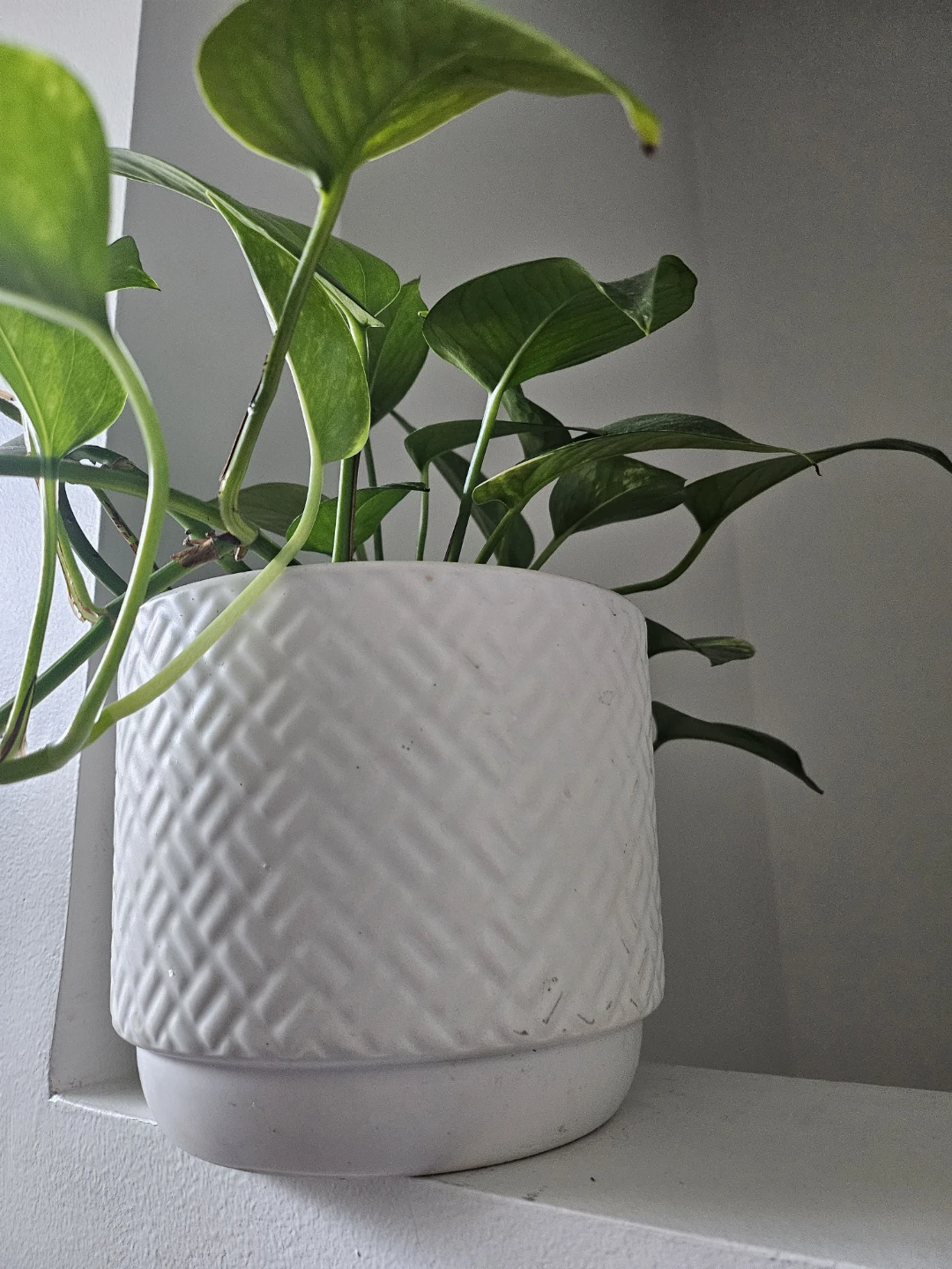 Pothos Plant in Decorative Pot 🌿 - photo 3