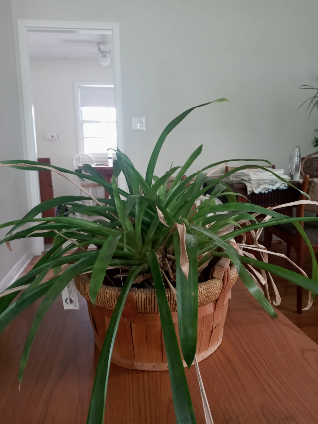 Assorted Potted House Plants - photo 3