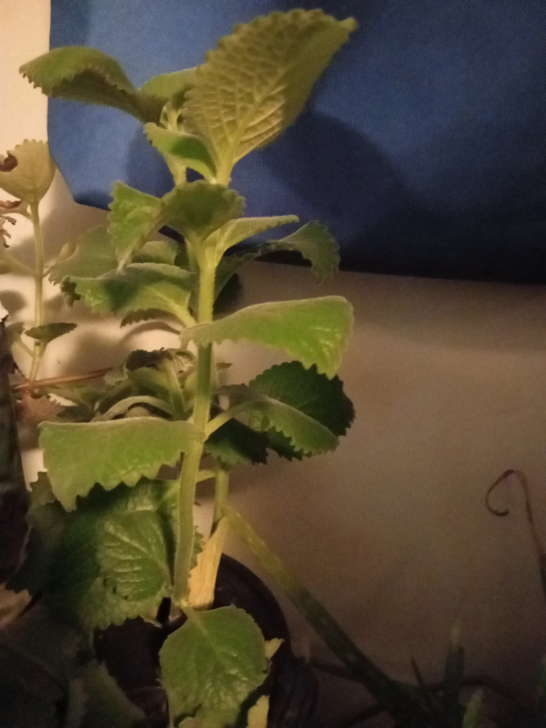 Plectranthus amboinicus plant