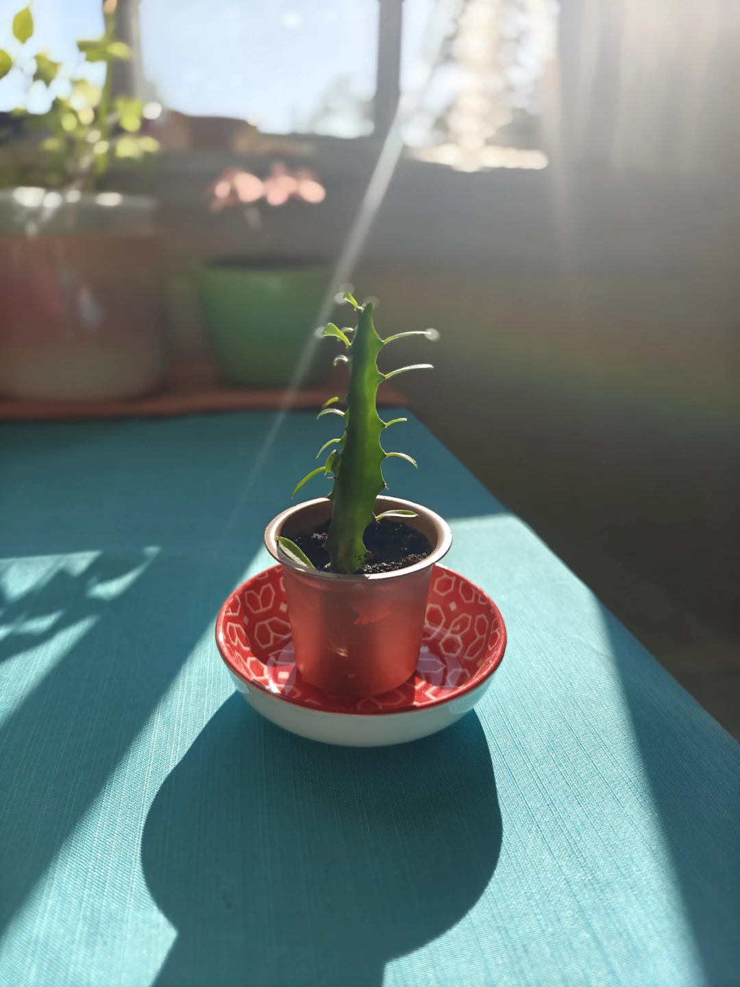 3" Potted Euphorbia Trigona (African Milk Tree)