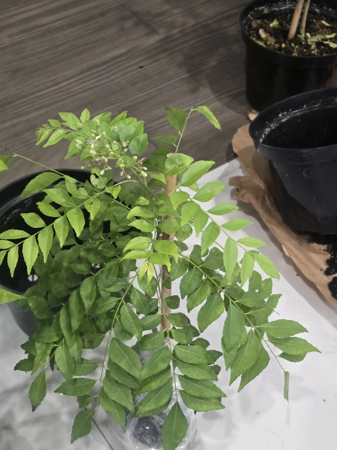 Curry Leaf Plant