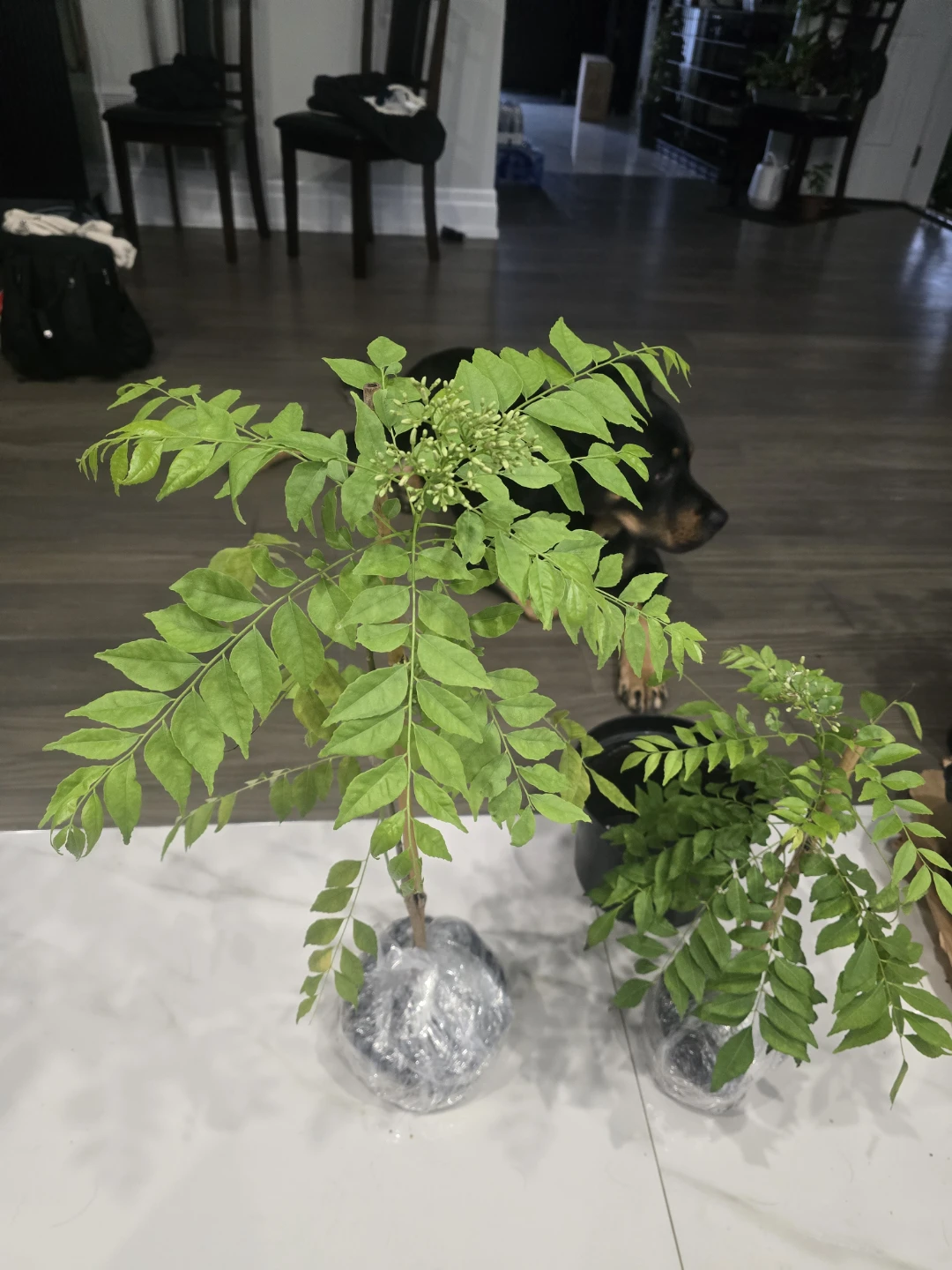 Curry Leaf Plant - photo 2