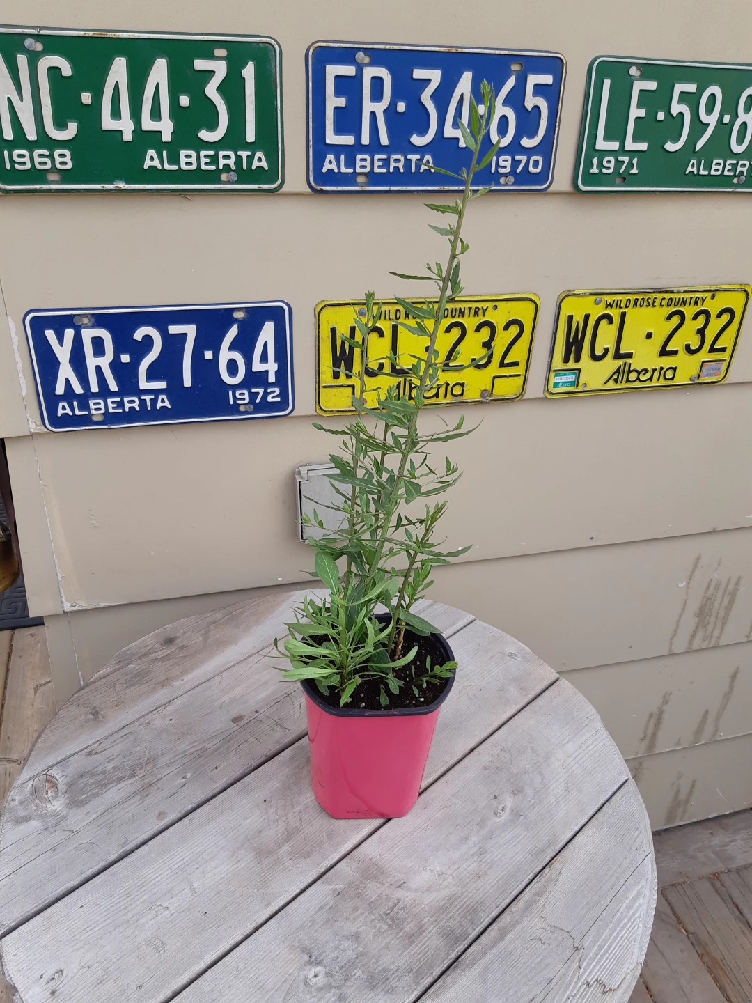 Perennial Goji berry plants - photo 4