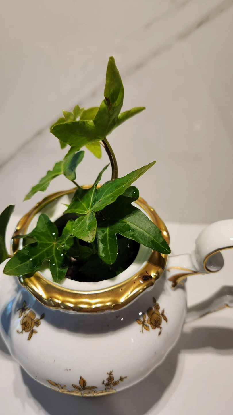 Vintage teapot planter with ivy plant - photo 2