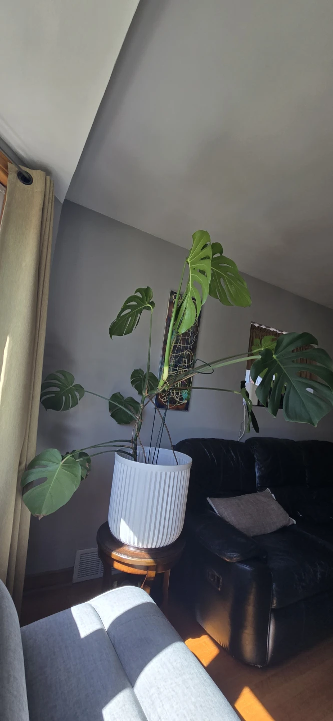 Monstera Deliciosa Plant in White Pot - photo 2