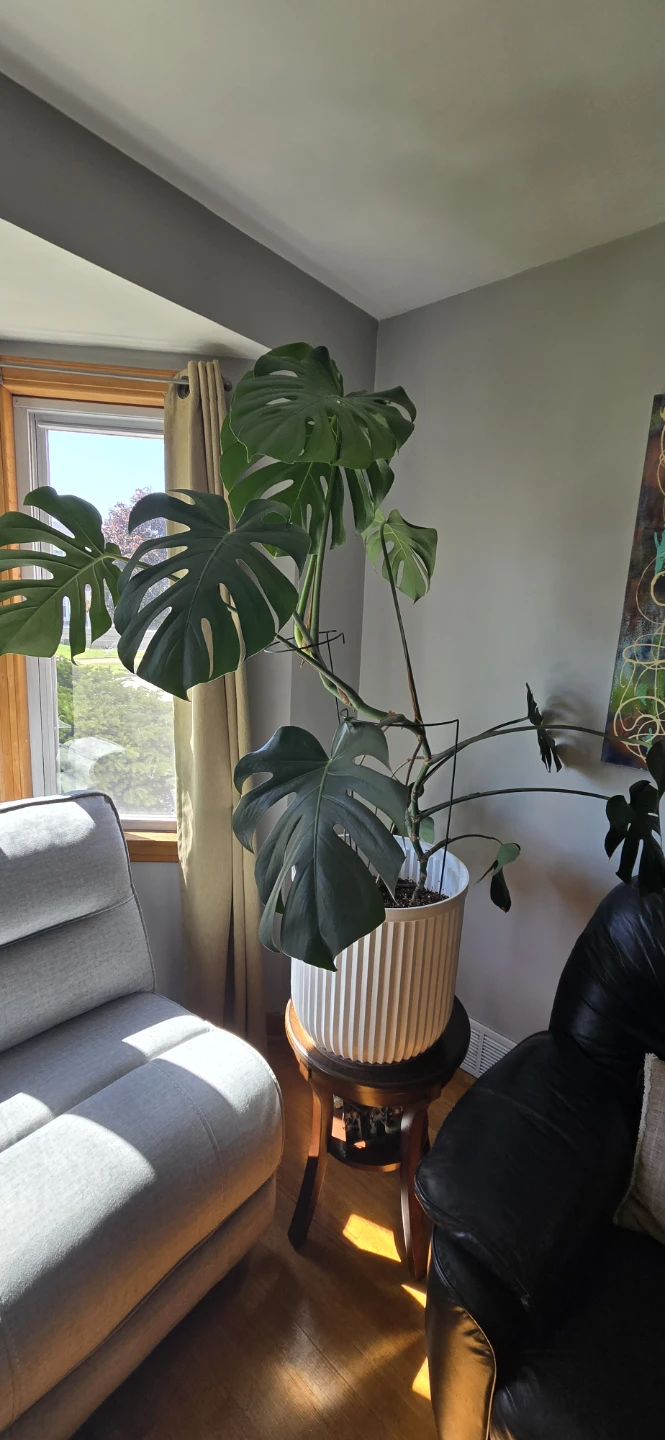 Monstera Deliciosa Plant in White Pot - photo 3