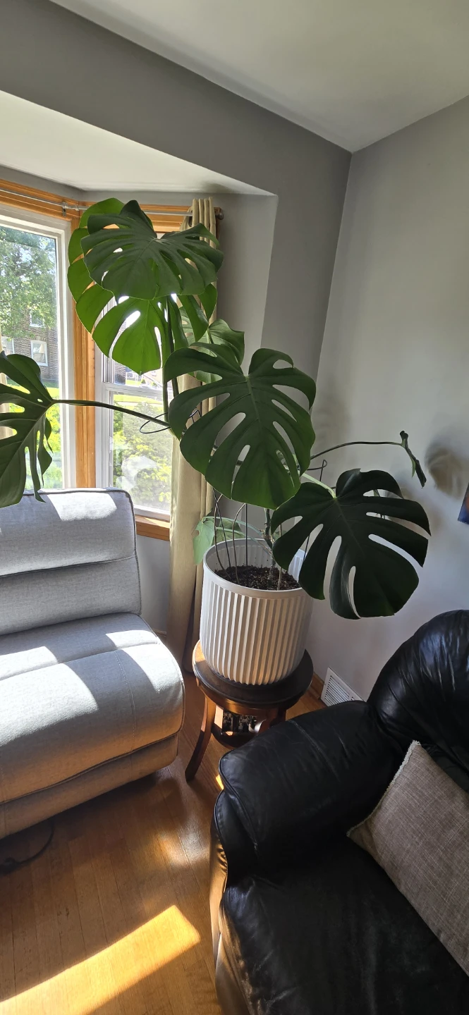 Monstera Deliciosa Plant in White Pot - photo 4