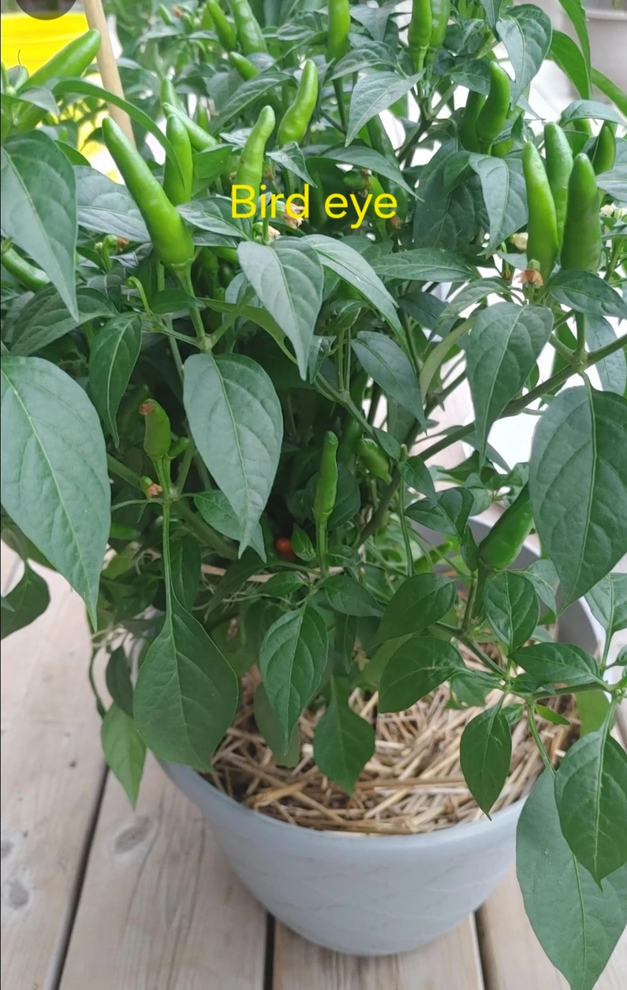 Assorted Pepper Plant Seedlings - photo 5