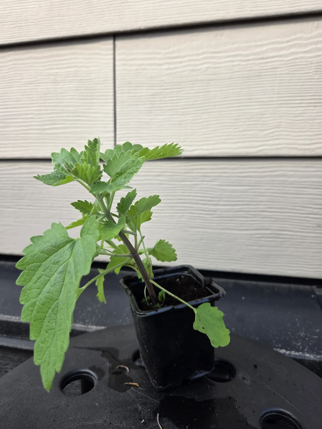 Young Organic Catnip Plant in Pot