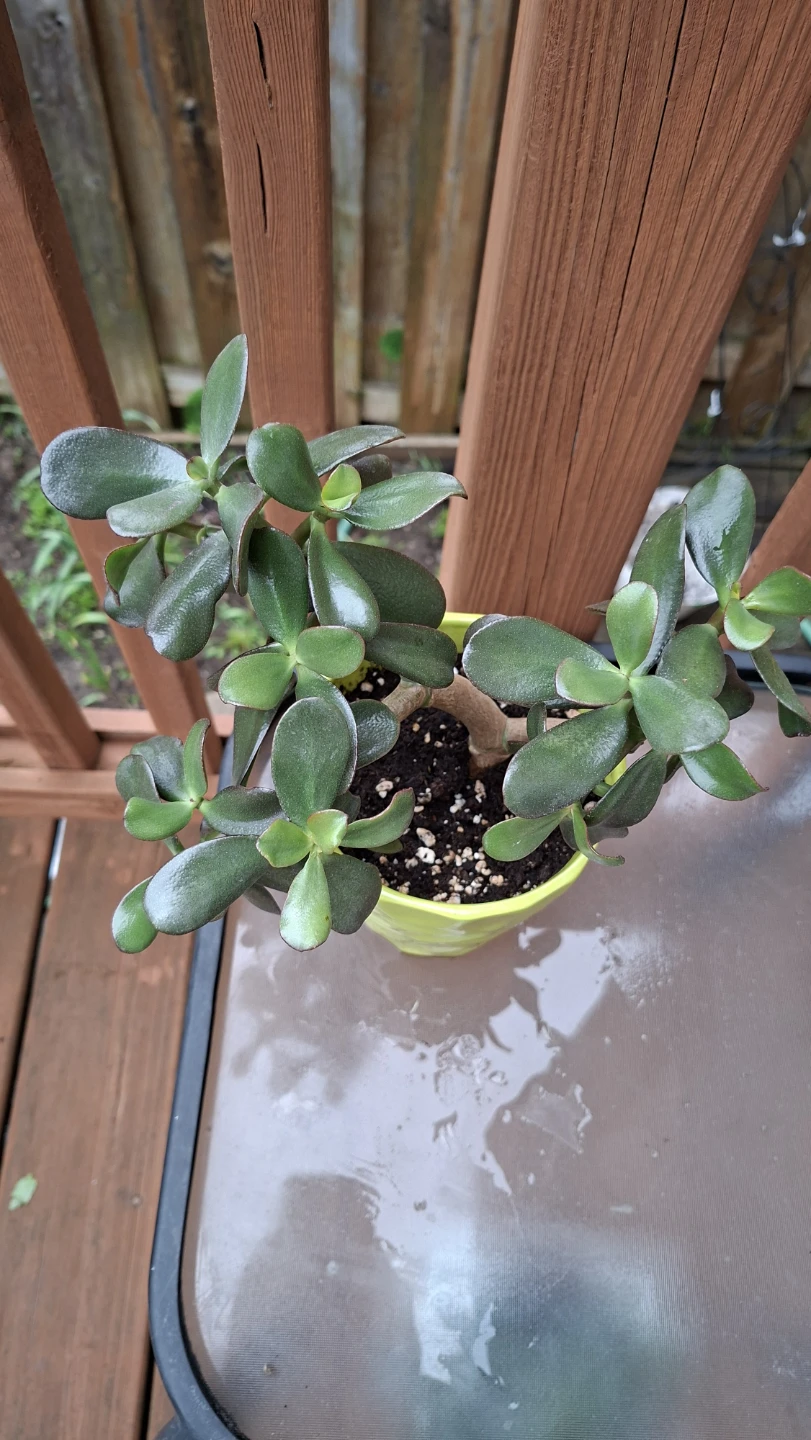 Jade Plant in Ceramic Green Pot - photo 2