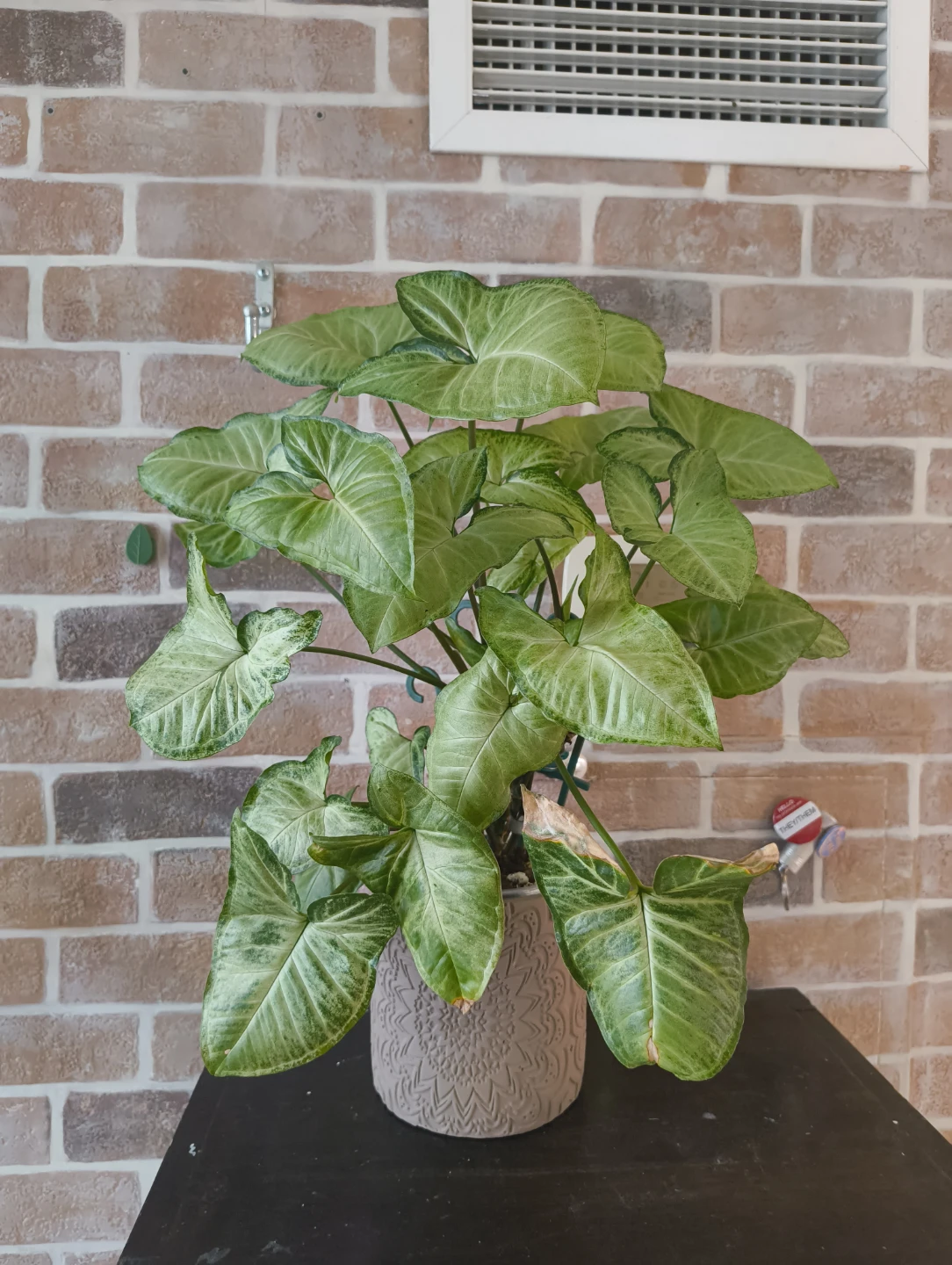 🌱 Various plant cuttings (not rooted) - photo 3
