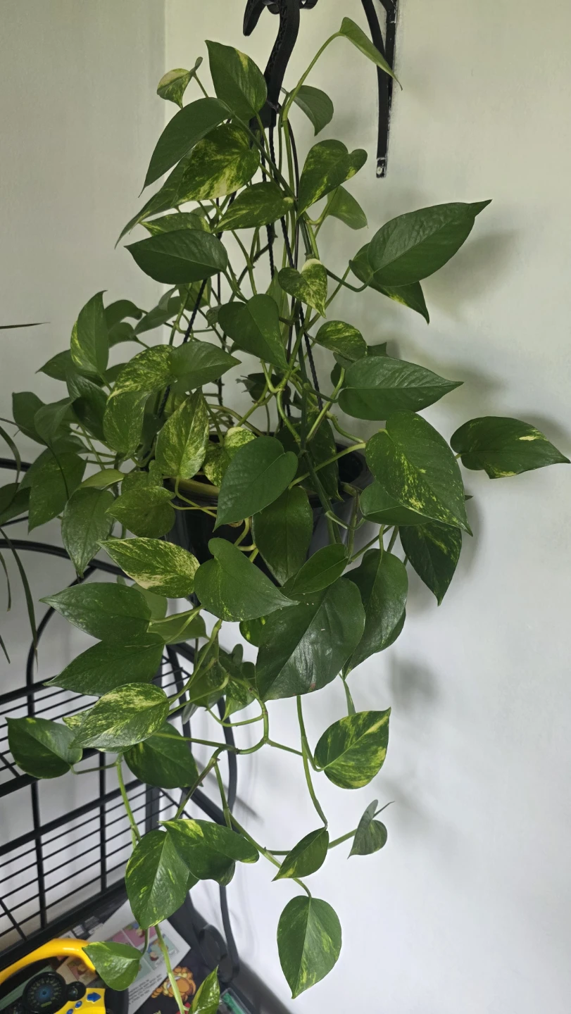 Pothos Plant in Hanging Pot