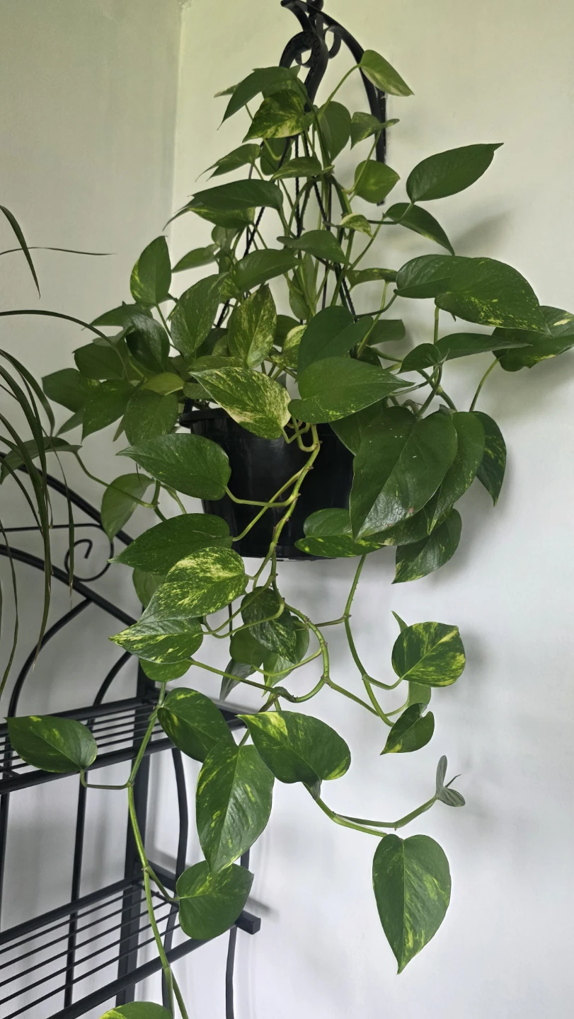 Pothos Plant in Hanging Pot - photo 2