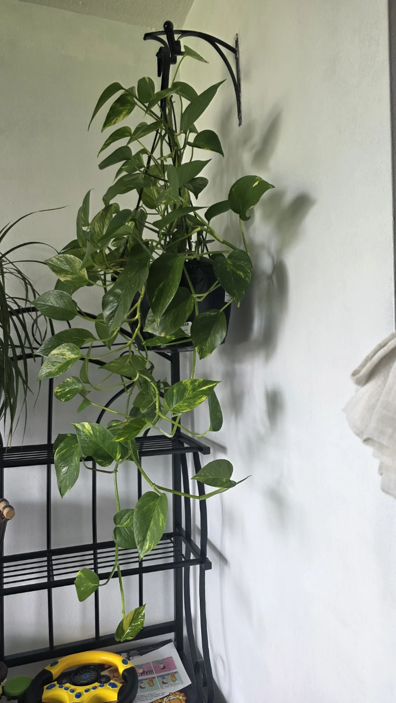 Pothos Plant in Hanging Pot - photo 3