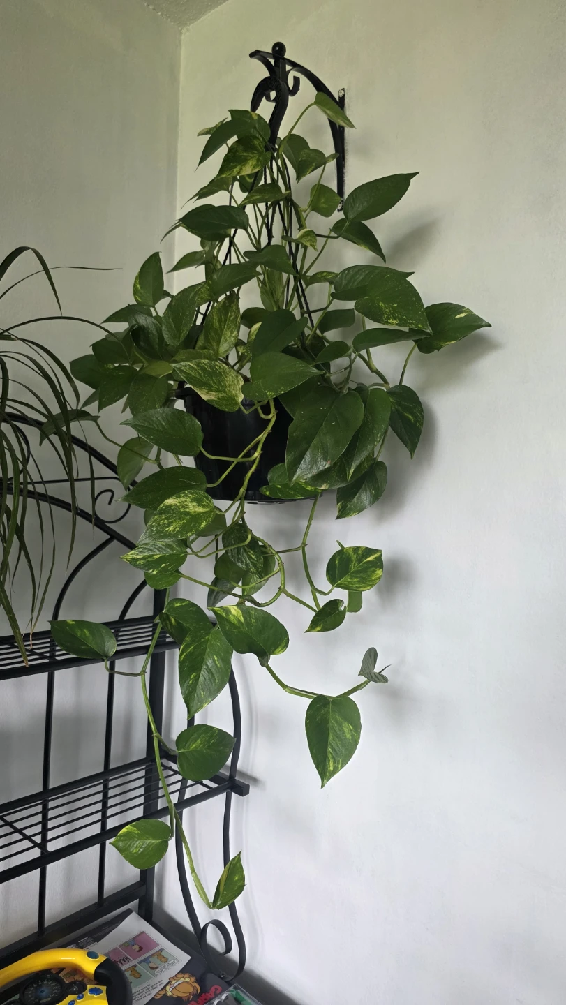 Pothos Plant in Hanging Pot - photo 4