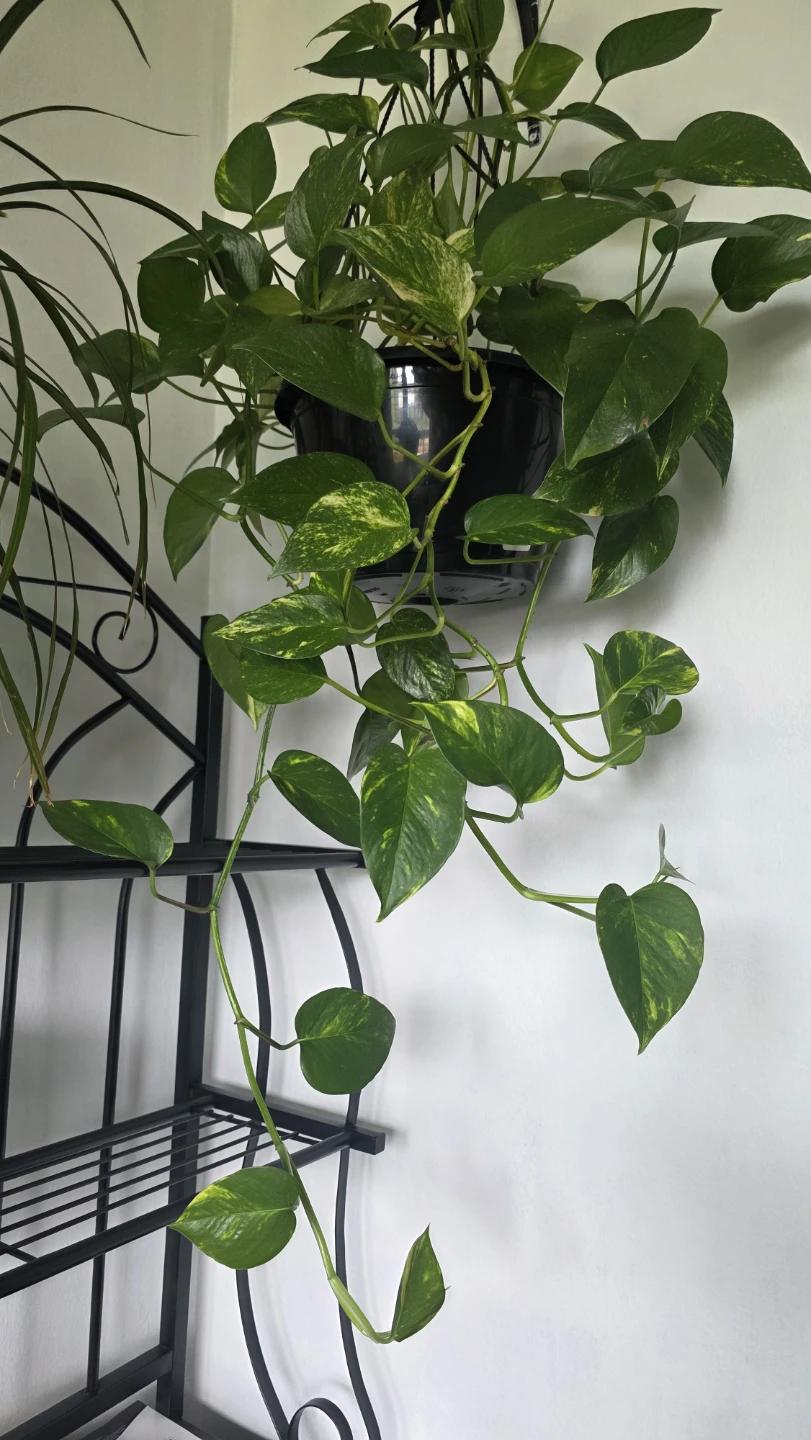 Pothos Plant in Hanging Pot - photo 5