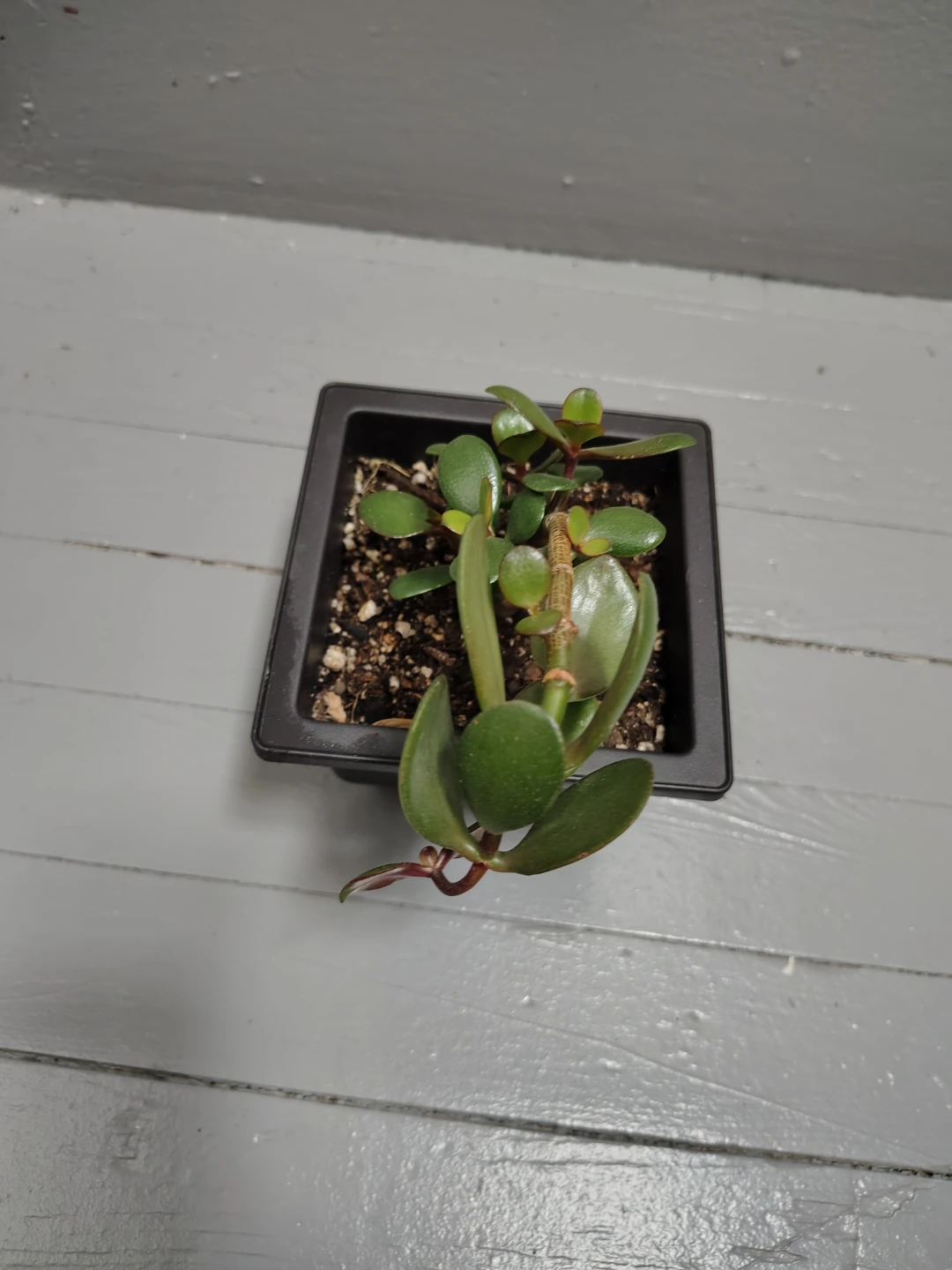 Jade Plant in Pot - photo 2