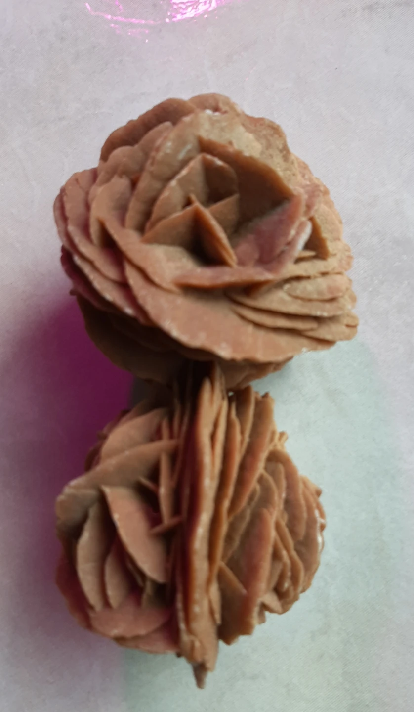 Doubled Rose of the Sahara - photo 2