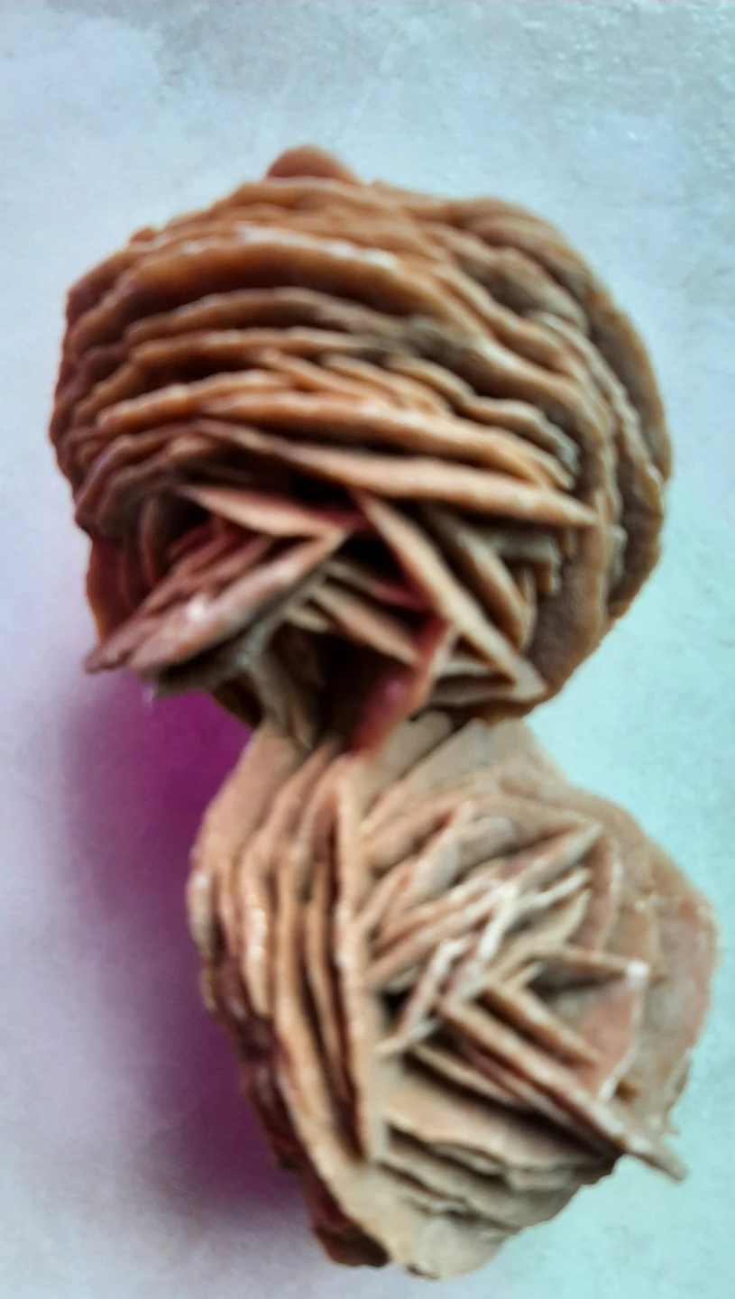 Doubled Rose of the Sahara - photo 3