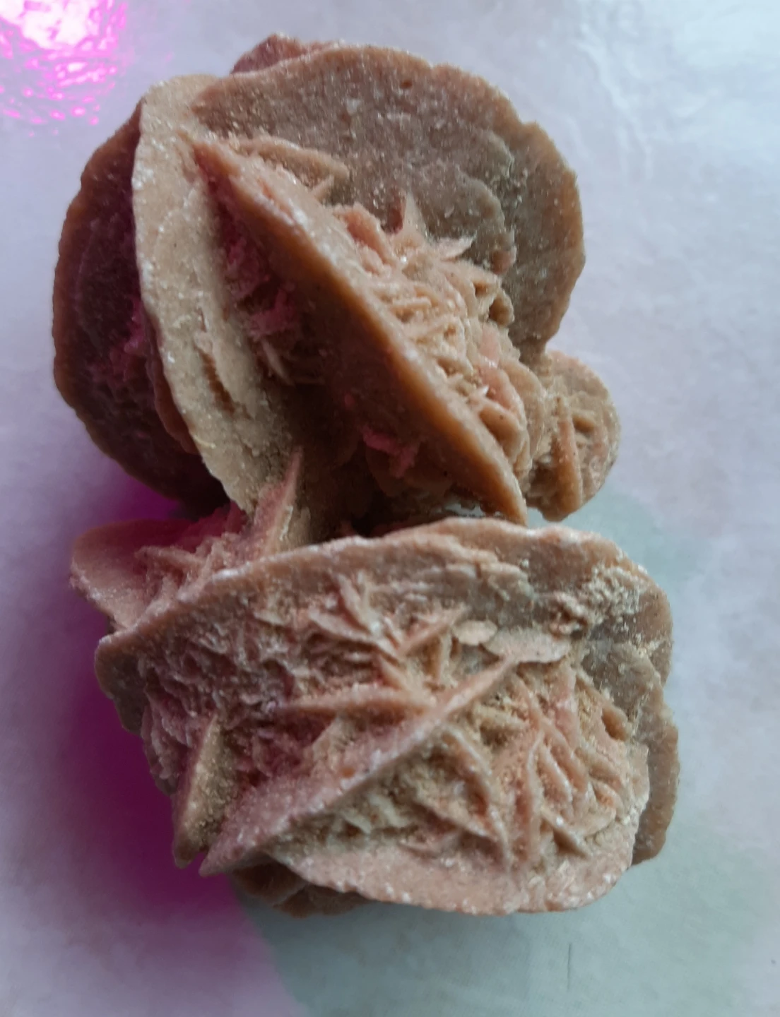 Doubled Rose of the Sahara - photo 4