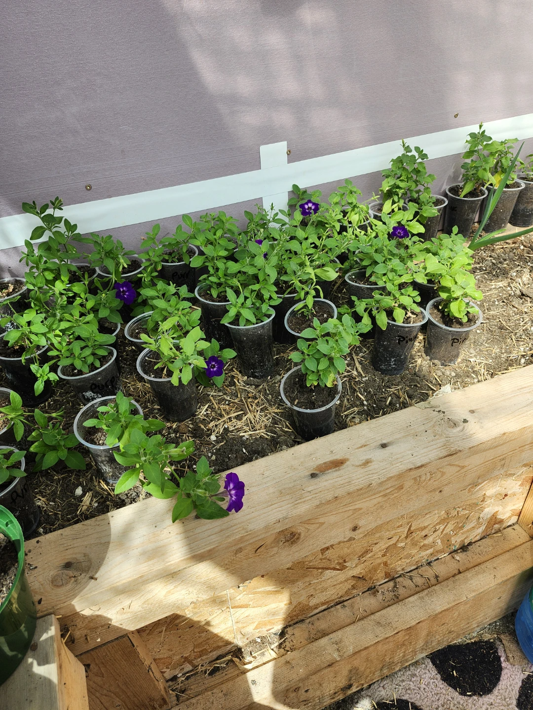 Purple Petunia Plants