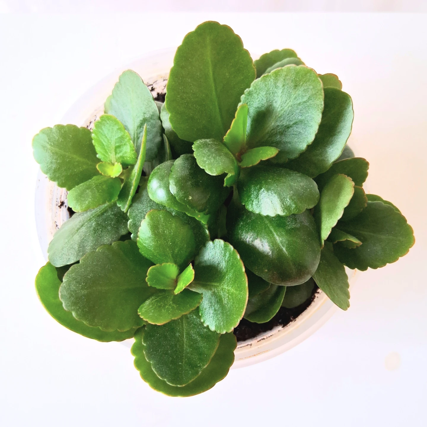 🌱 Kalanchoe 🌻