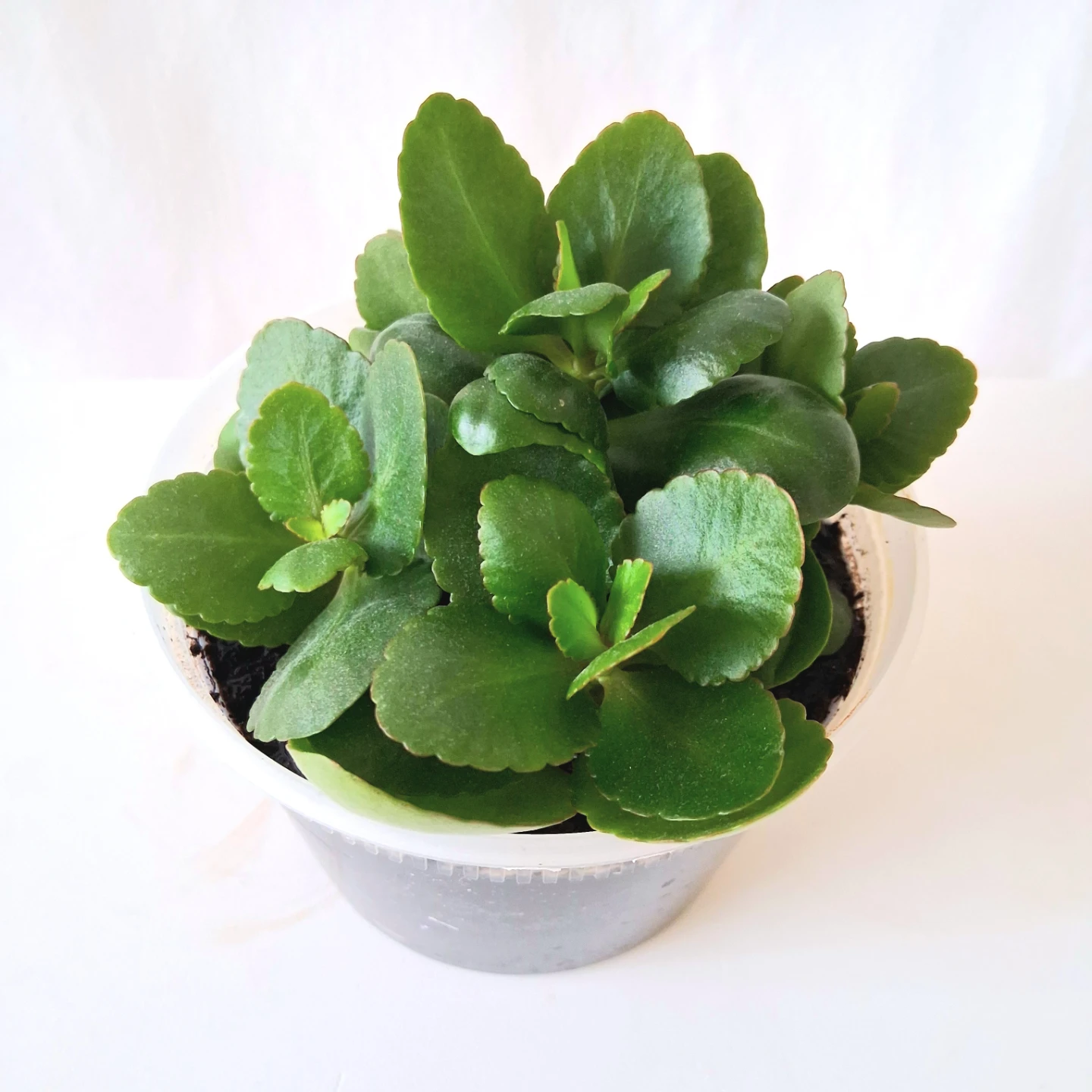 🌱 Kalanchoe 🌻 - photo 2