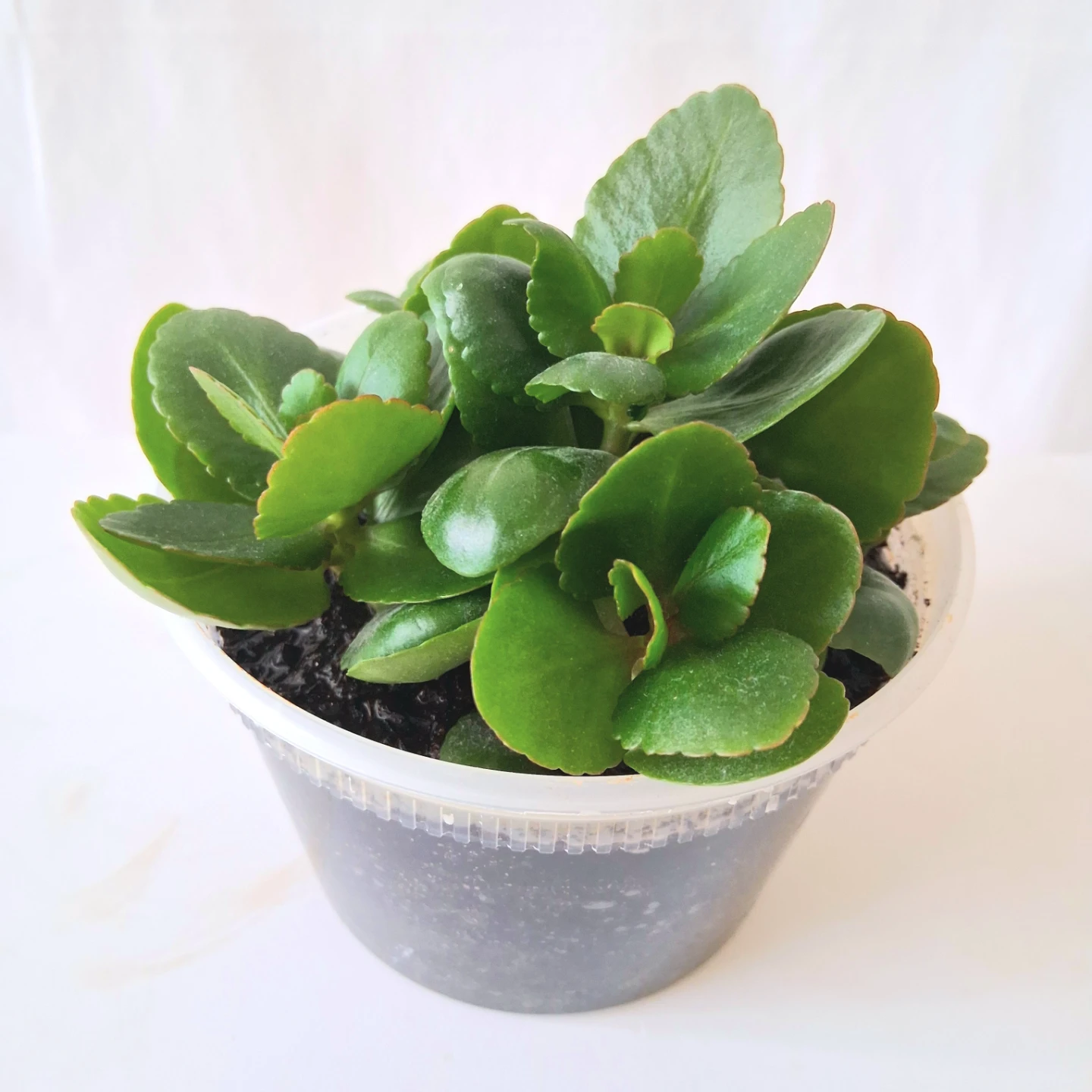 🌱 Kalanchoe 🌻 - photo 3