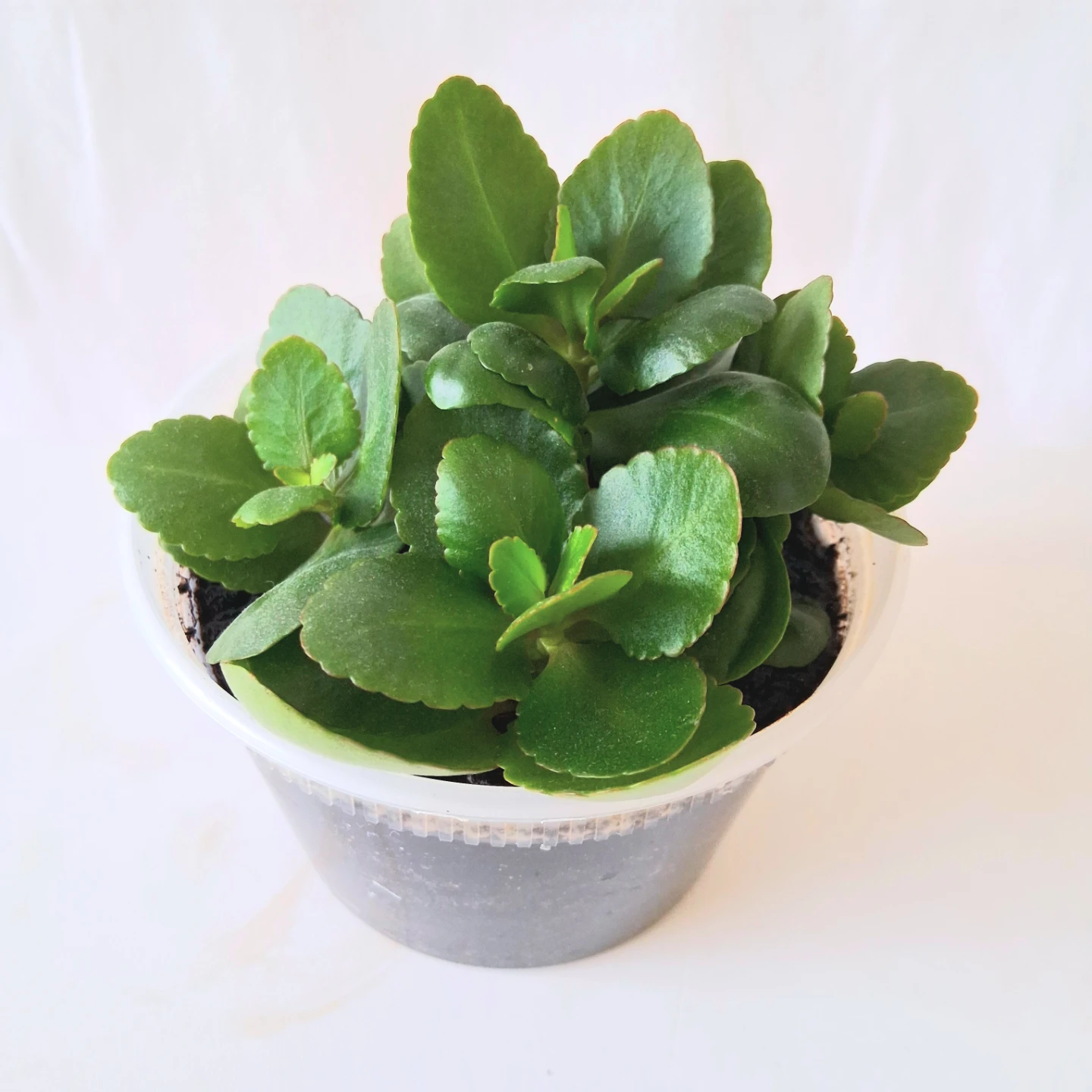 🌱 Kalanchoe 🌻 - photo 4